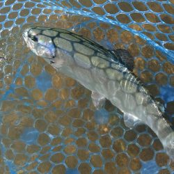 天竜川ルアーフライ専用区